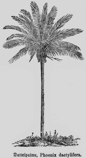 True date palm (Phoenix dactylifera L.) trunk, fruits, branches with regular leaves, occurrence in