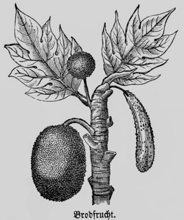 Breadfruit (Artocarpus) leaves, useful plant, cultivation and processing in tropical countries,