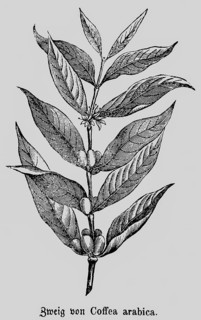 Two of the coffee arabica (Coffea arabica) plant with inflorescence, coffee bean extraction,