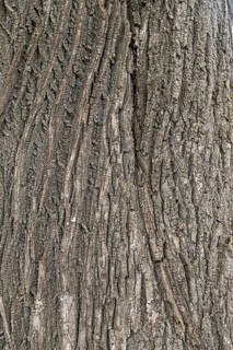 Vertical lines and patterns of tree bark, coarse structure and grey tones, 400 year old lime tree