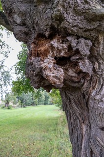 Large gnarled knot on a tree, green meadow in the background, 400 year old avenue of lime trees