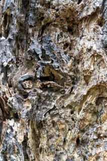 Close-up of heavily textured and weathered tree bark, 400-year-old avenue of lime trees Ladendorf