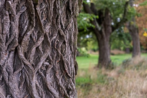 Detailed image of tree bark in the foreground, blurred trees in the background, 400 year old lime