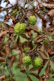 Green horse chestnuts hanging on a branch, surrounded by brown autumn leaves, 400 year old avenue