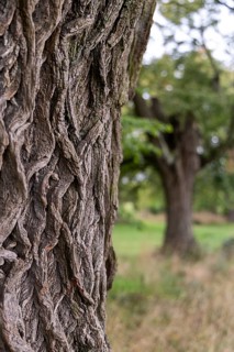 Close-up of coarse tree bark in focus, trees in the background blurred, 400-year-old lime tree