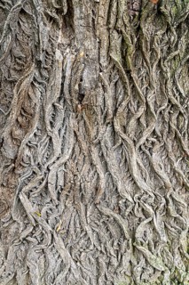 Close-up of the intricate structures of a tree bark, 400-year-old lime tree avenue Ladendorf