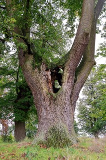 Large tree with hollow trunk in a green landscape, 400 year old lime tree avenue Ladendorf