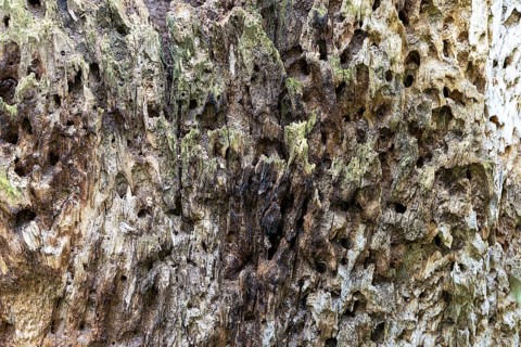 Close-up of eroded, moss-covered wood with a rough texture, 400-year-old avenue of lime trees