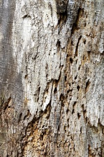 Texture of old tree bark with clear cracks and holes, 400 year old lime tree avenue Ladendorf