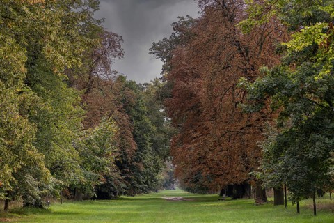 A quiet forest path framed by autumnal trees under a dark sky, a 400-year-old avenue of lime trees
