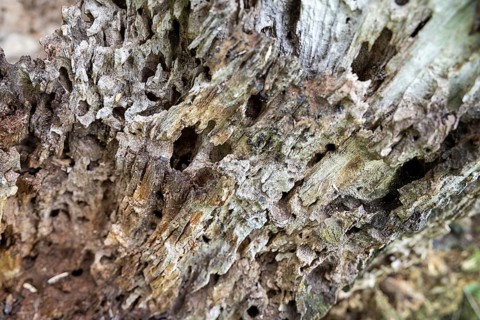 Close-up of a weathered piece of wood with many holes and a rough structure, 400-year-old lime tree