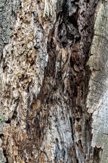 A detailed view of a weathered tree bark full of patterns, 400 year old lime tree avenue Ladendorf
