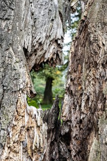 Close-up of a heavily weathered tree bark with visible structures, 400-year-old lime tree avenue