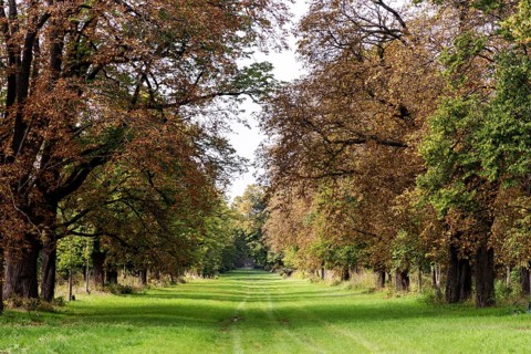 Tree avenue with green grass path and autumnal foliage in warm tones, 400 year old lime tree avenue
