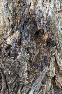 Weathered tree bark with complex texture in shades of grey and brown, 400-year-old lime tree avenue
