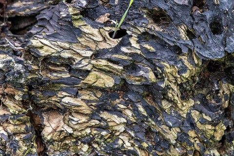 Close-up of a rotten and moss-covered tree bark with deep textures, 400-year-old lime tree avenue