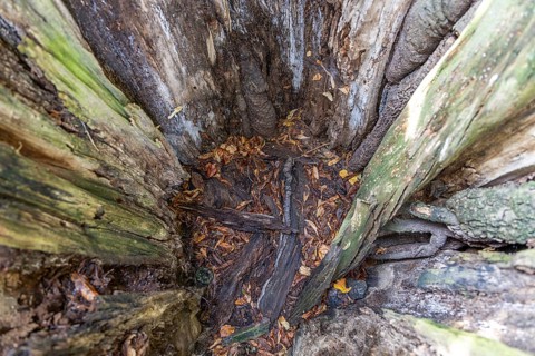 Interior view of a hollow tree trunk covered with leaves and earth, describes a natural hiding