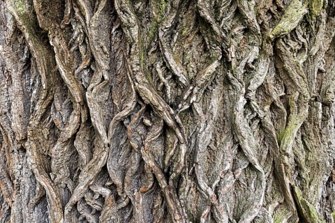 Tree bark structure with intertwined, root-like patterns, 400-year-old avenue of lime trees