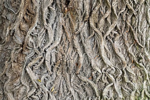 Structural tree bark with intricate grey patterns, 400-year-old lime tree avenue Ladendorf