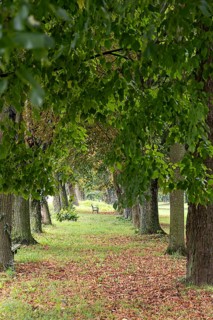 A narrow, overgrown path leads through a majestic avenue of trees, a 400-year-old avenue of lime
