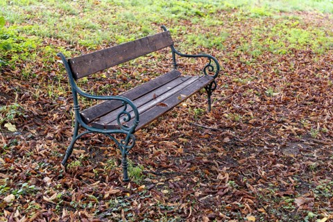 An abandoned bench stands on a ground covered with autumn leaves in the green, 400 year old lime