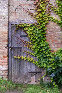 An old wooden door overgrown with ivy on a weathered brick wall, 400-year-old avenue of lime trees