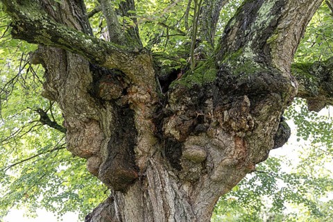 Lush tree crown filled with green foliage, summery atmosphere, 400-year-old avenue of lime trees