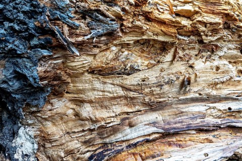 Close-up of a tree bark with striking grain and warm brown tones, 400-year-old lime tree avenue