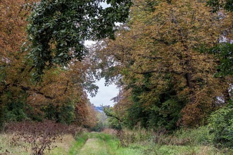 Forest path surrounded by autumnal trees, quiet natural path, 400 year old lime tree avenue