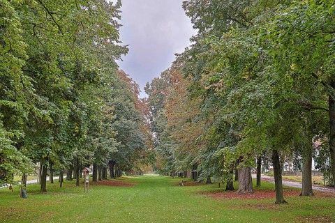 A straight path through an avenue of trees in the transition between summer and autumn,