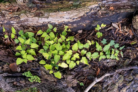 Green plants grow from an old tree trunk in a natural environment, 400 year old lime tree avenue