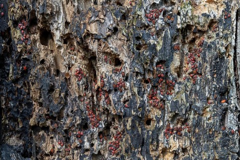 Tree bark with numerous fire bugs, dense accumulation on damaged surface, 400 year old lime tree