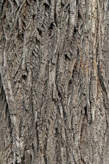 Rough, scaly bark of a tree with a striking texture, 400-year-old lime tree avenue Ladendorf