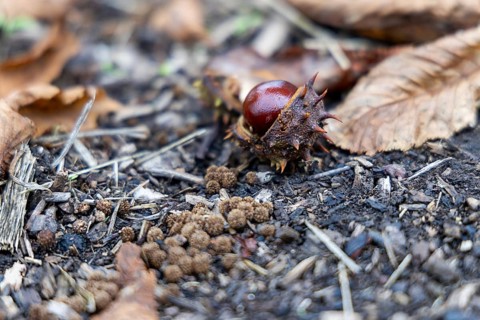 Autumn forest floor with chestnut fruit and foliage, showing natural textures, 400 year old lime
