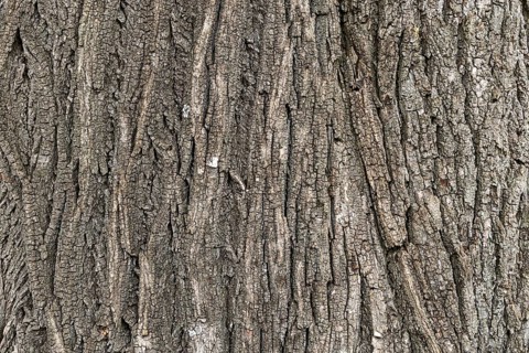 Close-up of the detailed grey bark of a tree with a striking texture, 400-year-old lime tree avenue