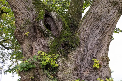 Trunk of an old tree covered with moss and small leaves in an idyllic forest setting, 400 year old
