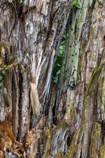 Close-up of the coarse, stratified bark of a tree with aged wood, 400-year-old lime tree avenue