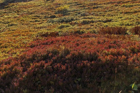 Landscape panorama, Hochkönig, Mountains, Salzburg, Autumnal