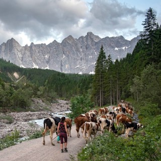 Alpine pasture drive to Ladiz through the Johannestal, behind it the Laliderer Wände, Hinterriss,