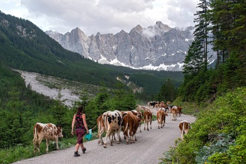 Alpine pasture drive to Ladiz through the Johannestal, behind it the Laliderer Wände, Hinterriss,
