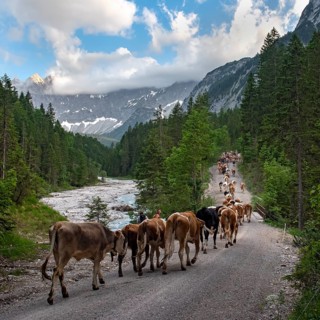 Alpine pasture drive to Ladiz through the Johannestal, behind it the Laliderer Wände, Hinterriss,