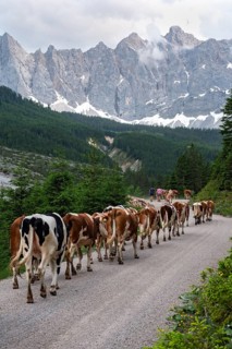Alpine pasture drive to Ladiz through the Johannestal, behind it the Laliderer Wände, Hinterriss,