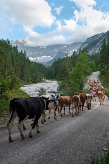 Alpine pasture drive to Ladiz through the Johannestal, behind it the Laliderer Wände, Hinterriss,