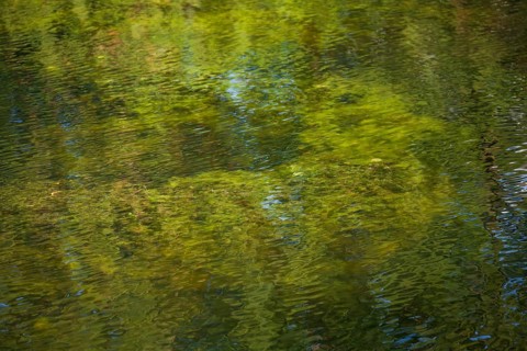 Greenish algae, algae carpet in a body of water, Germany