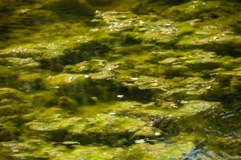Greenish algae, algae carpet in a body of water, Germany