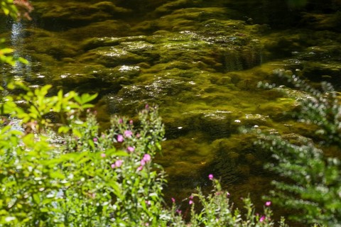 Greenish algae, algae carpet in a body of water, Germany