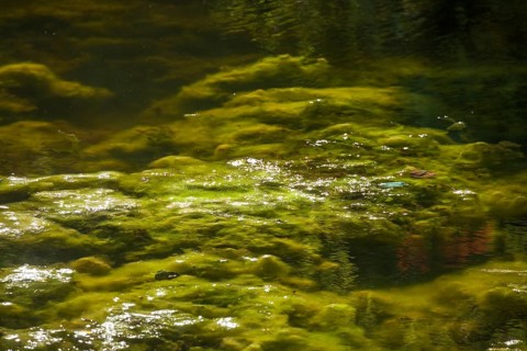 Greenish algae, algae carpet in a body of water, Germany