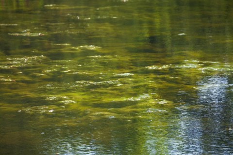 Greenish algae, algae carpet in a body of water, Germany