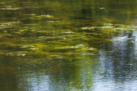 Greenish algae, algae carpet in a body of water, Germany