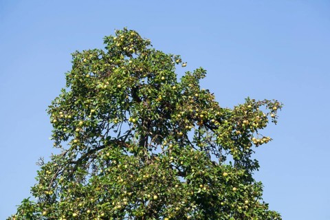 Ripe apples hanging on an apple tree, Germany